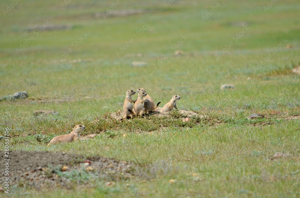 Wild black-tailed prairie dogs at Grasslands National Park in Saskatchewan, Canada