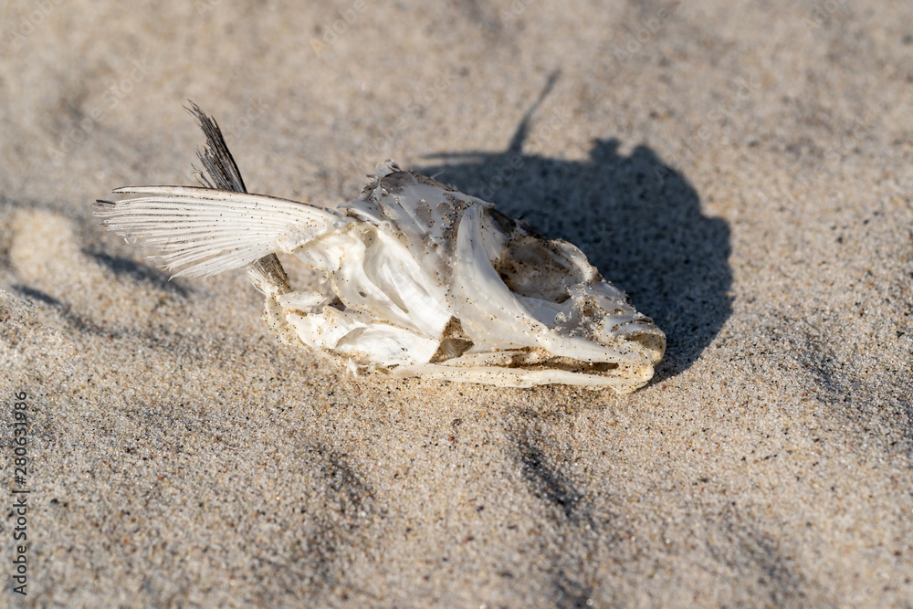 dried fish skeleton lying on the sand dried fish skeleton lying on the sand