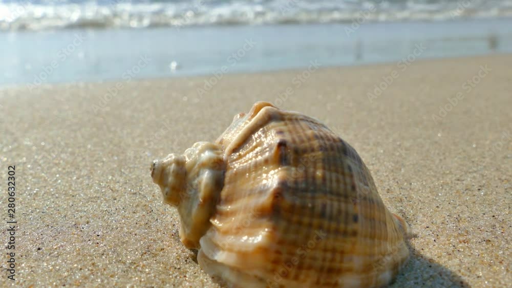 The shell lies on a sandy beach and is washed by the waves of the sea. Rest on the sea. Shell Rapana