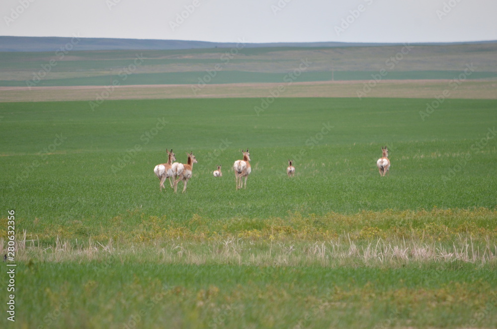 Obraz premium Pronghorn antelope in Saskatchewan, Canada.