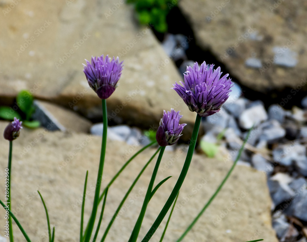 wild and garden plants, flowers, trees wild and garden plants, flowers, trees