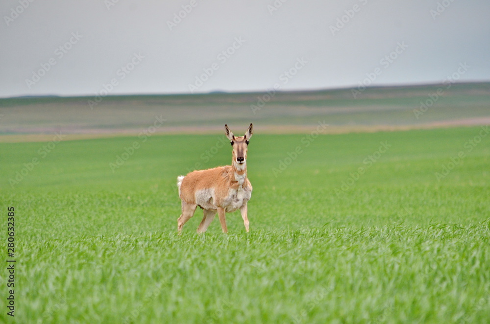 Pronghorn antelope in Saskatchewan, Canada. Pronghorn antelope in Saskatchewan, Canada.