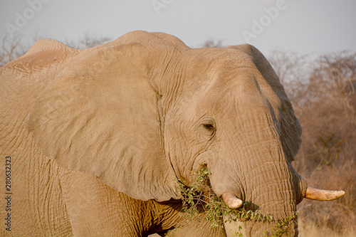 Close up African elephants are elephants of the genus Loxodonta. The genus consists of two extant species: the African bush elephant, L. africana, and the smaller African forest elephant, photo