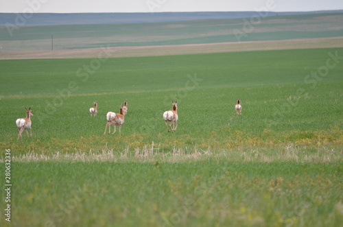 Fototapeta Naklejka Na Ścianę i Meble -  Pronghorn antelope in Saskatchewan, Canada.