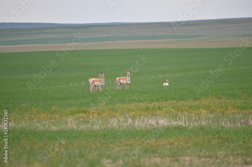 Pronghorn antelope in Saskatchewan, Canada.