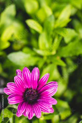 Pink flower close up