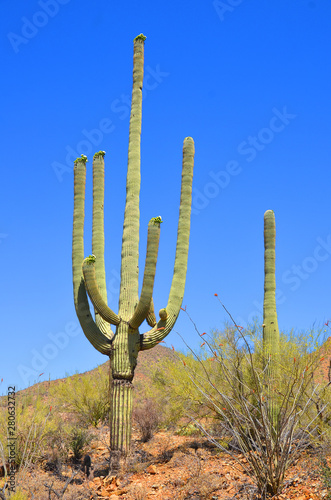 The saguaro is an arborescent (tree-like) cactus species in the monotypic genus Carnegiea,. It is native to the Sonoran Desert (Saguaro National Park) in the U.S. state of Arizona. photo