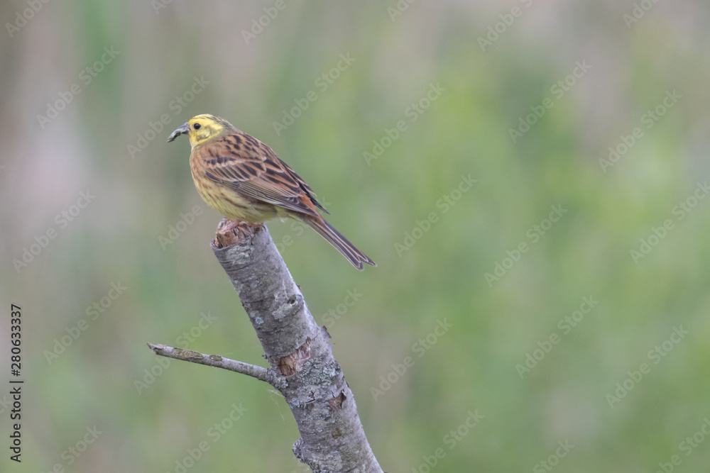 Fototapeta premium Goldammer auf dem Ast