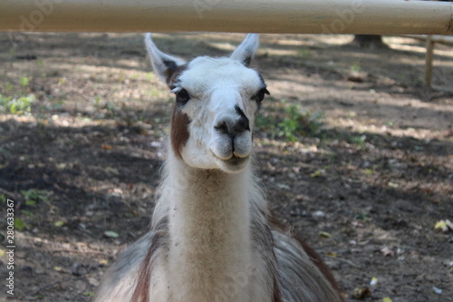 portrait of llama © Dubnytskaya Photo