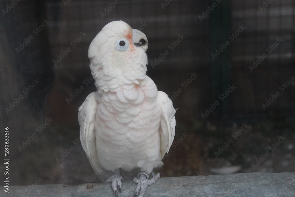 Obraz premium funny white parrot