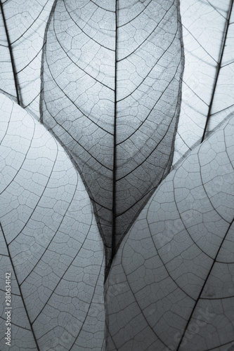 Close up leaf pattern