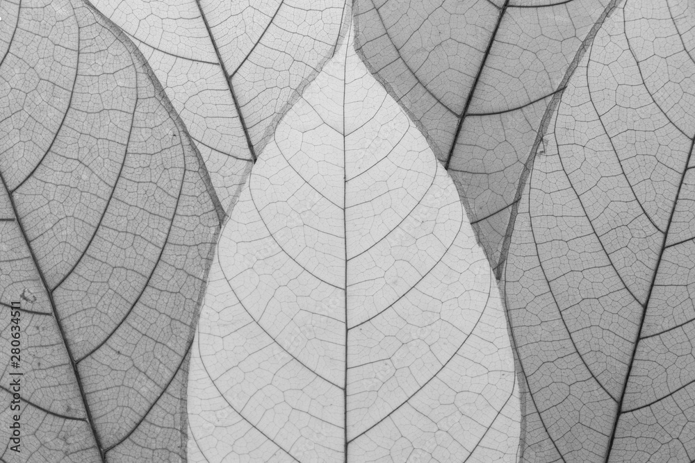 Obraz premium Close up leaf pattern