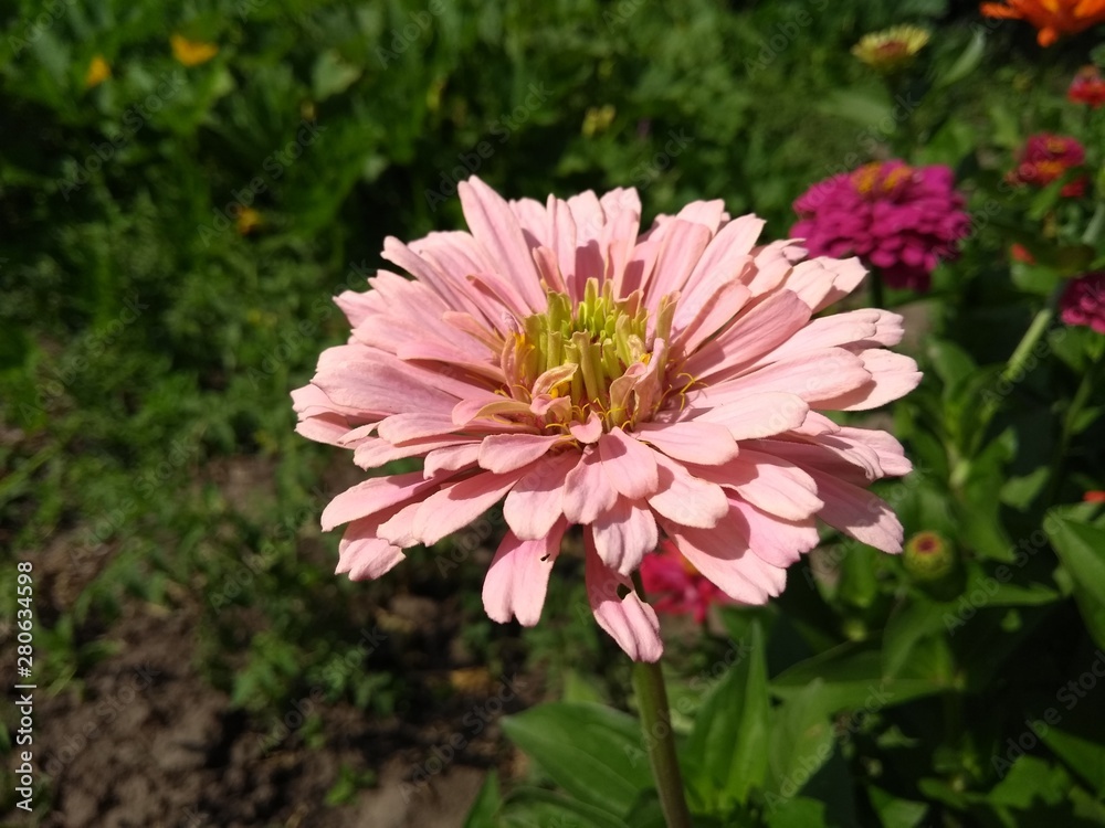 Obraz premium flower