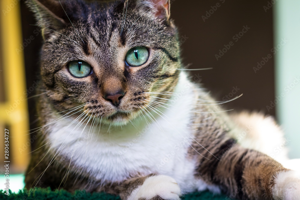 Straight On Portrait of a Tabby Cat
