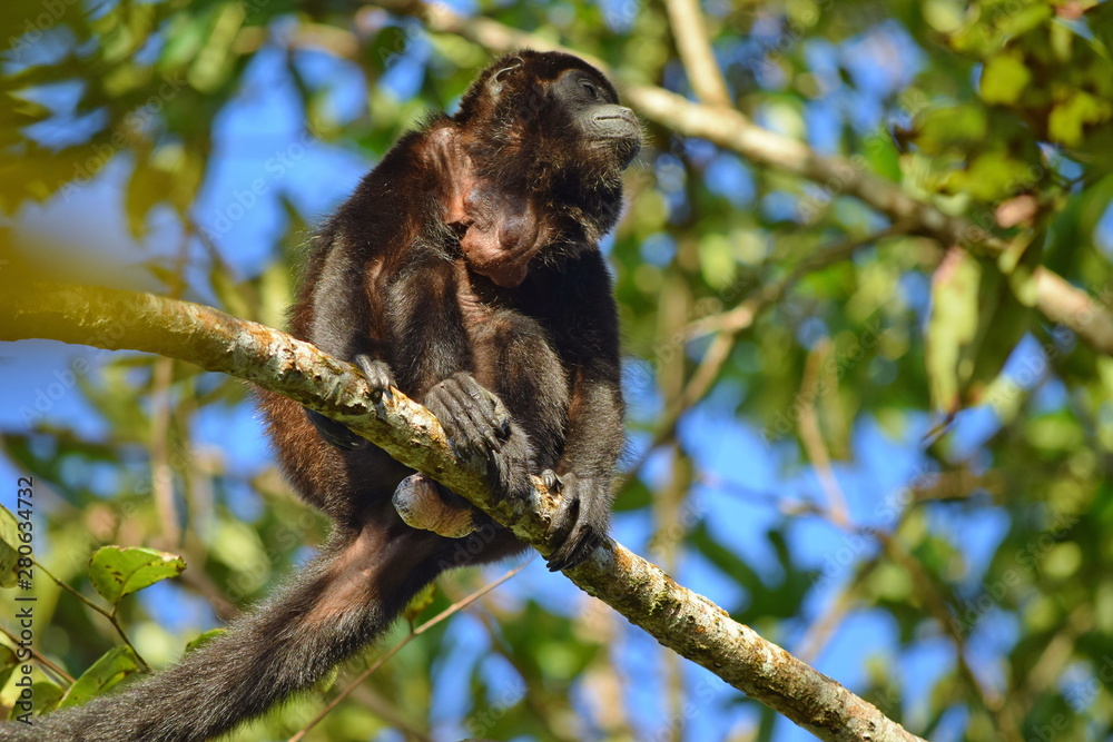 Fototapeta premium Mantled howler monkey, Bocas del Toro islands, Panama