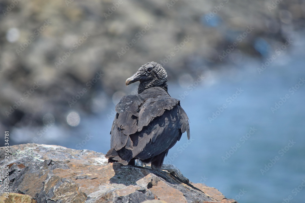 Fototapeta premium Photo of Black Vulture, Panama city, Panama