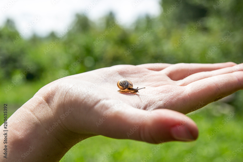 on the palm a small snail is crawling with beautiful horns and an orange shell house against a green forest and sky on a sunny day