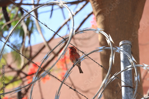 barbed wire fence