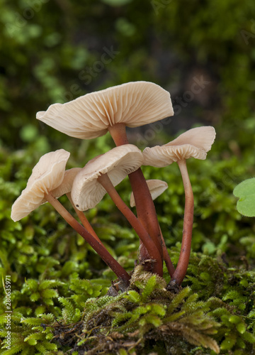 Collybia marasmioides small light brown or cinnamon mushroom photo