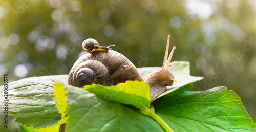 a big snail crawls on a green leaf and a small snail crawling on it with a baby with beautiful horns and a shell against the green bokeh of the forest