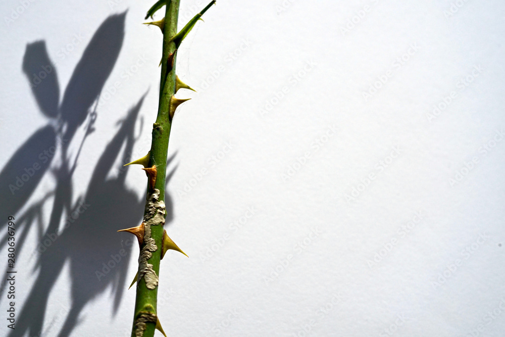 Nature of rose thorn and shadow Nature of rose thorn and shadow