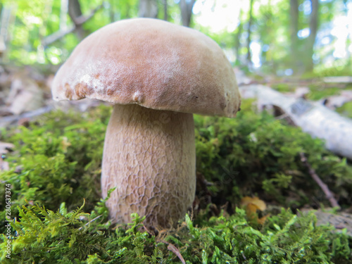 mushroom in moss