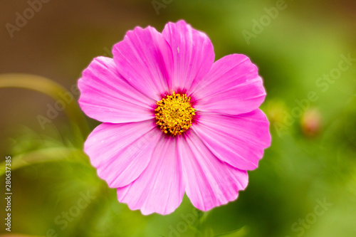 Pink cosme flower close up on natural background