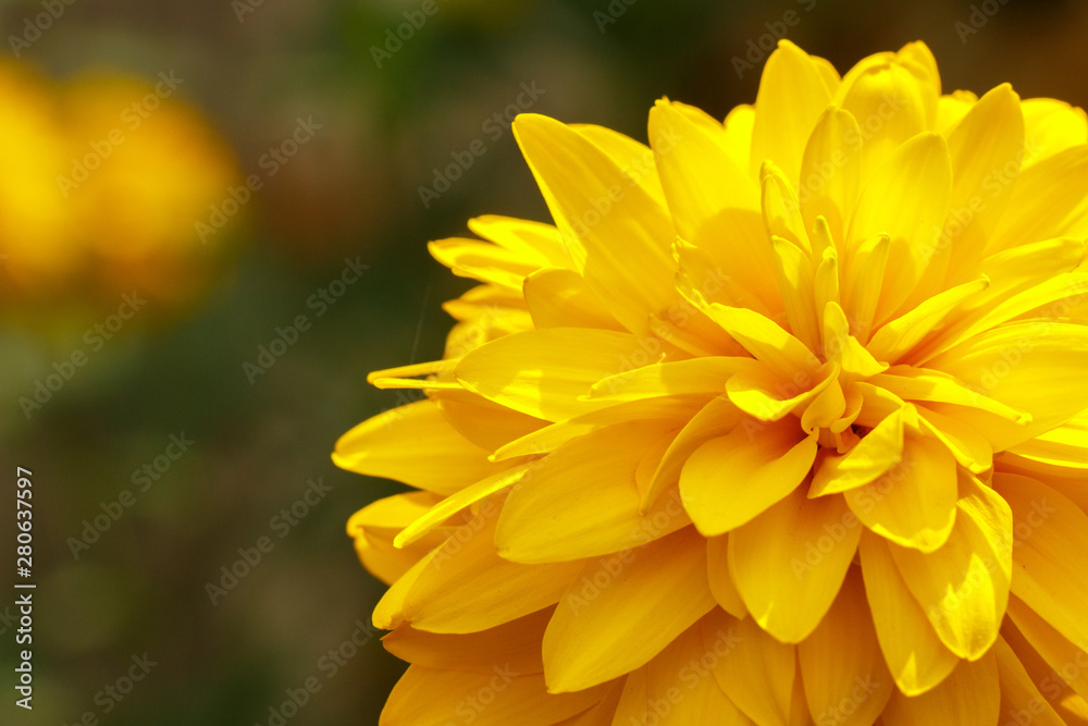Yellow chrysanthemum flower close up on natural background Yellow chrysanthemum flower close up on natural background