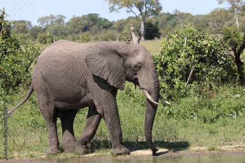 Afrikanischer Elefant   African elephant   Loxodonta africana