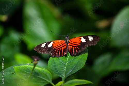 Orange and black and white Butterfly sitting on a leaf.