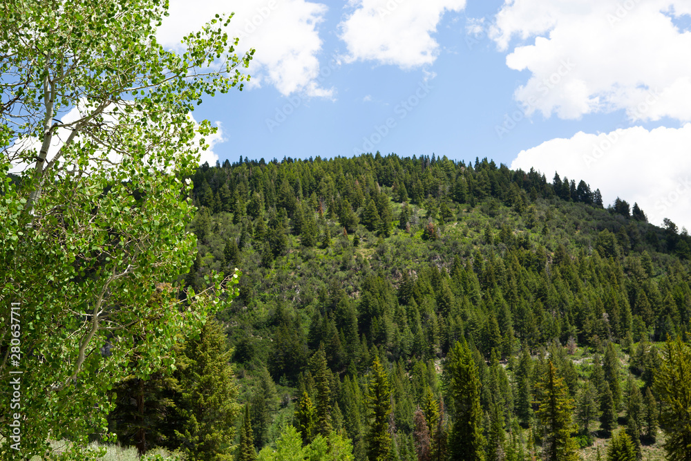 trees in forest hiking green organic nature peace life summer green relax and explore 