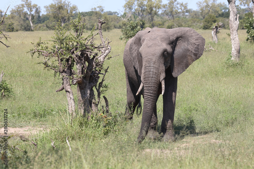 Fototapeta premium Afrikanischer Elefant / African elephant / Loxodonta africana
