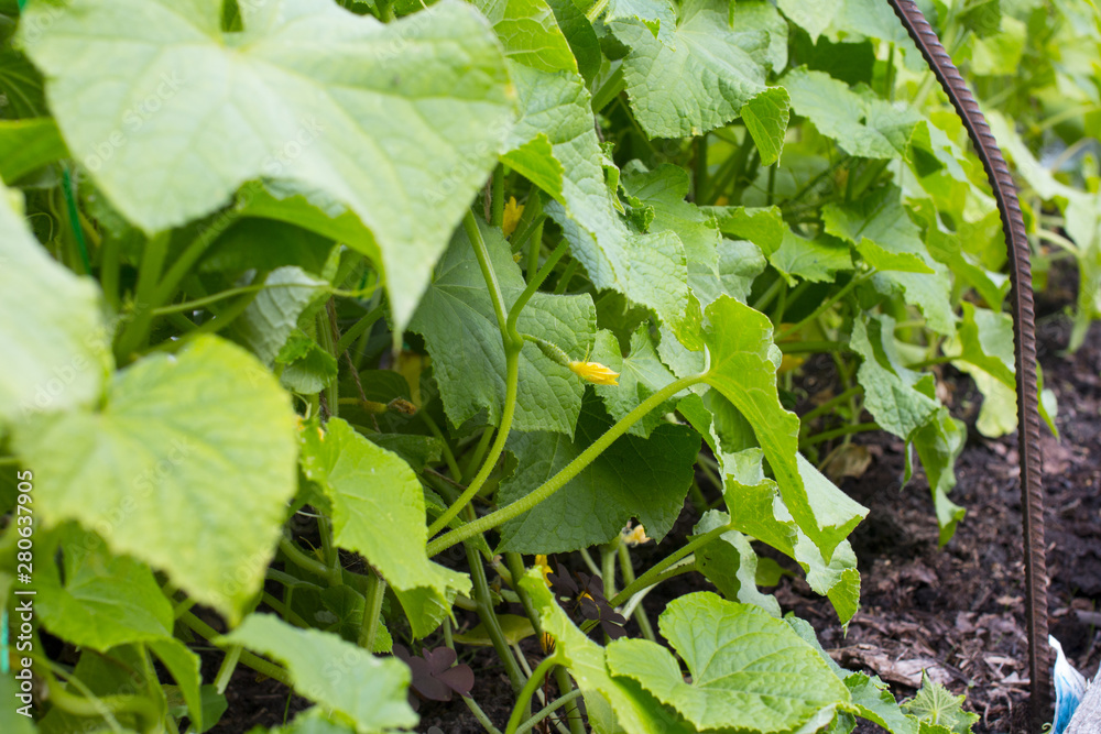 Ripening green cucumber on a bed. Growing vegetable. Ripening green cucumber on a bed. Growing vegetable.