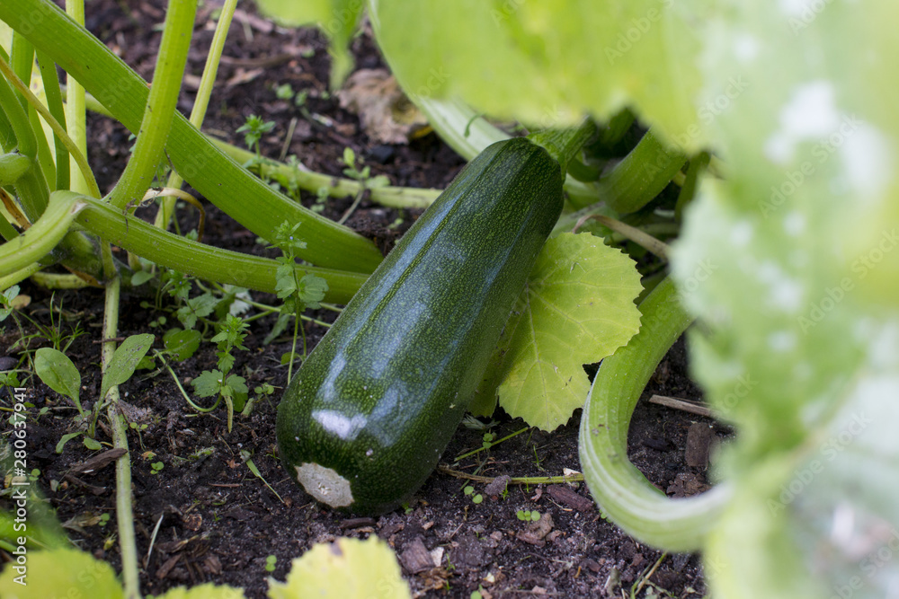 Obraz premium Ripening green zucchini in the garden. Growing vegetable.