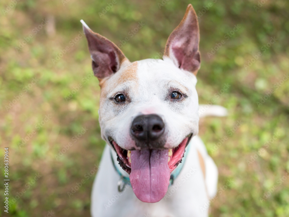 A white and tan Pit Bull Terrier mixed breed dog with large ears and a happy expression A white and tan Pit Bull Terrier mixed breed dog with large ears and a happy expression