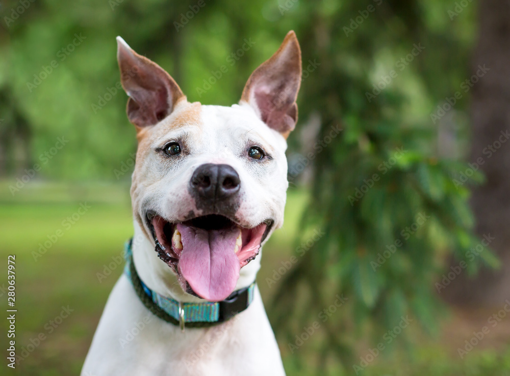 A white and tan Pit Bull Terrier mixed breed dog with large ears and a happy expression