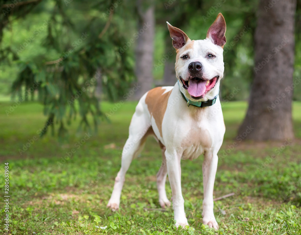 A happy white and tan Pit Bull Terrier mixed breed dog with large ears standing outdoors