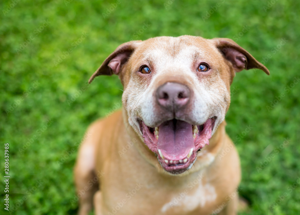 A senior Retriever/Terrier mixed breed dog with a happy expression