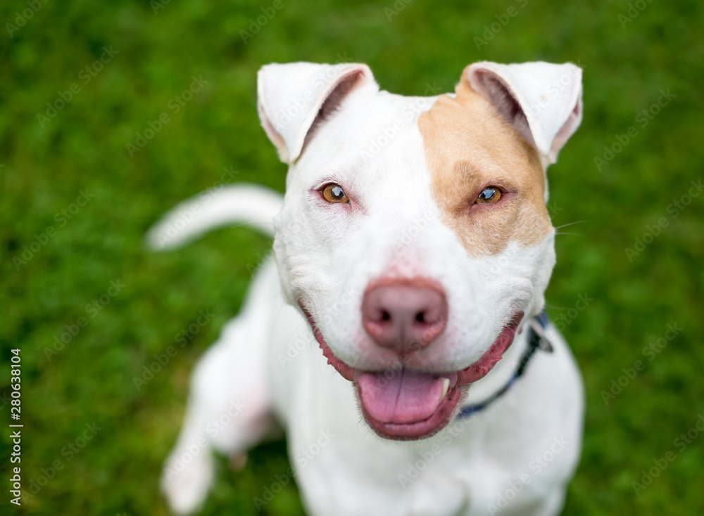 A happy red and white Pit Bull Terrier mixed breed dog with floppy ears