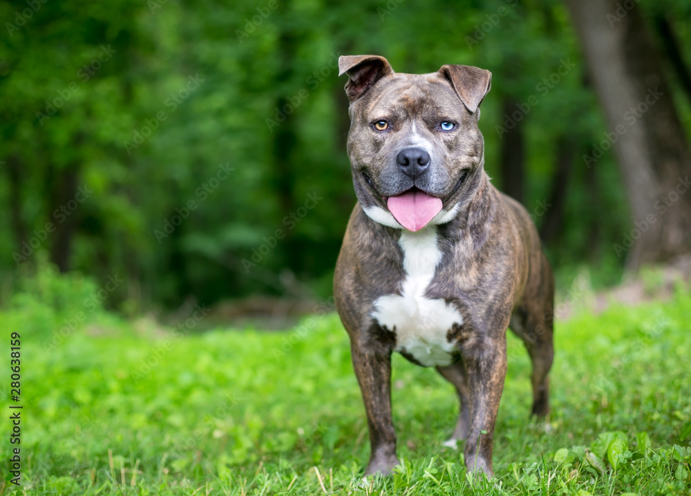A happy brindle Pit Bull Terrier mixed breed dog with heterochromia, one blue eye and one brown eye A happy brindle Pit Bull Terrier mixed breed dog with heterochromia, one blue eye and one brown eye