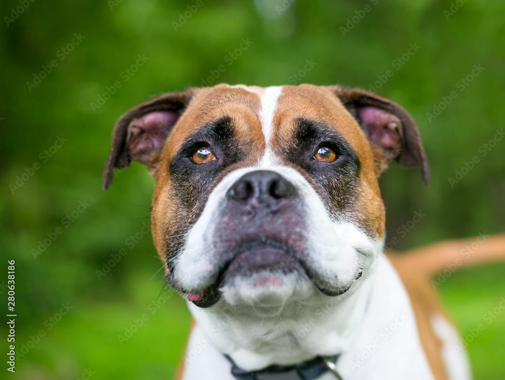 Close up of a Boxer/Bulldog mixed breed dog outdoors