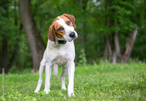 Fototapeta Naklejka Na Ścianę i Meble -  A red and white Coonhound mixed breed dog listening with a head tilt