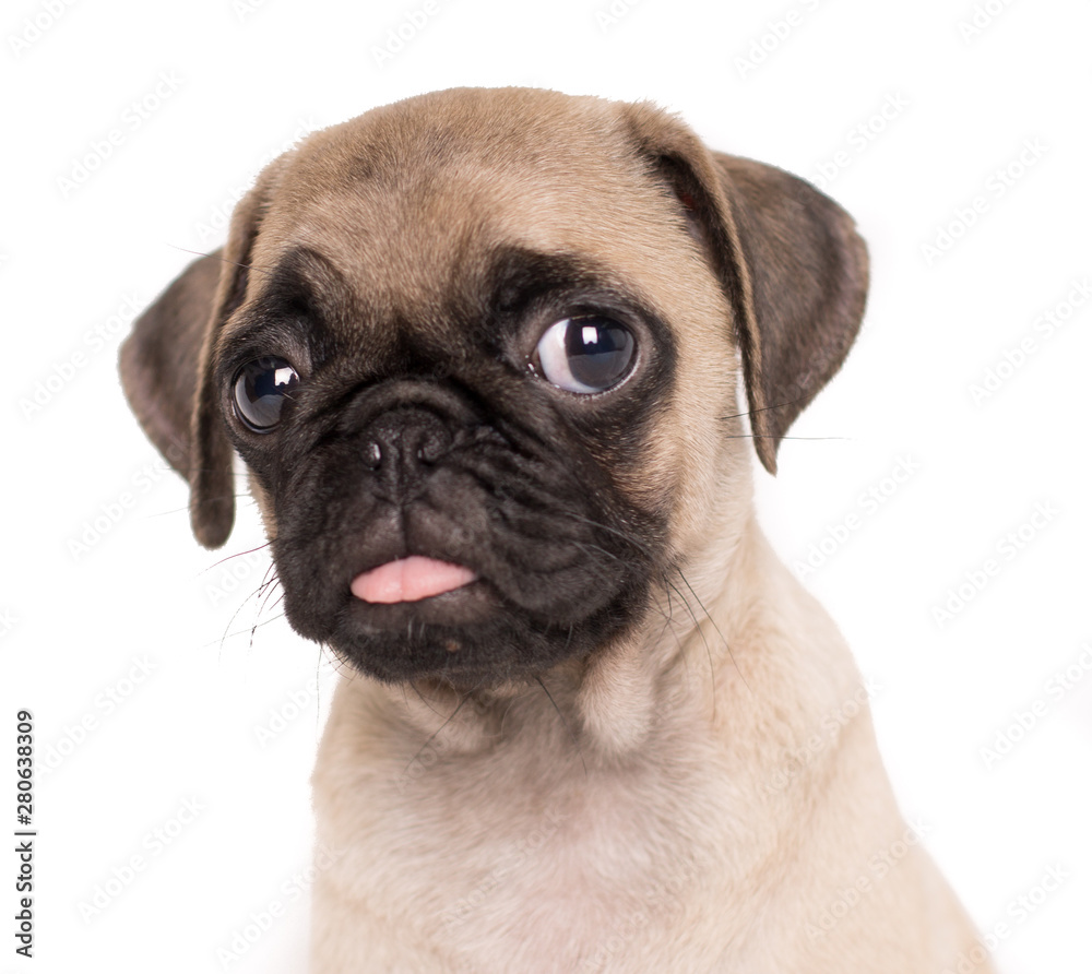 close-up small puppy pug dog frontal portrait on white background