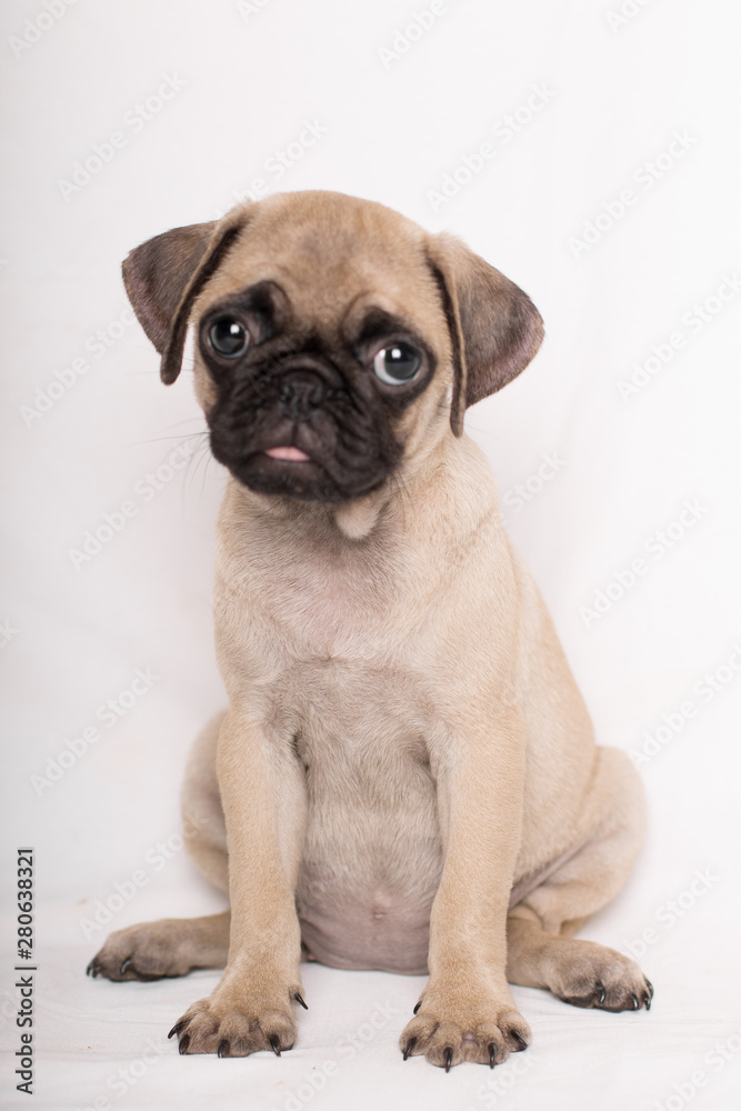 Close-up portrait of adorable sad puppy little pug dog sitting on white bakcground