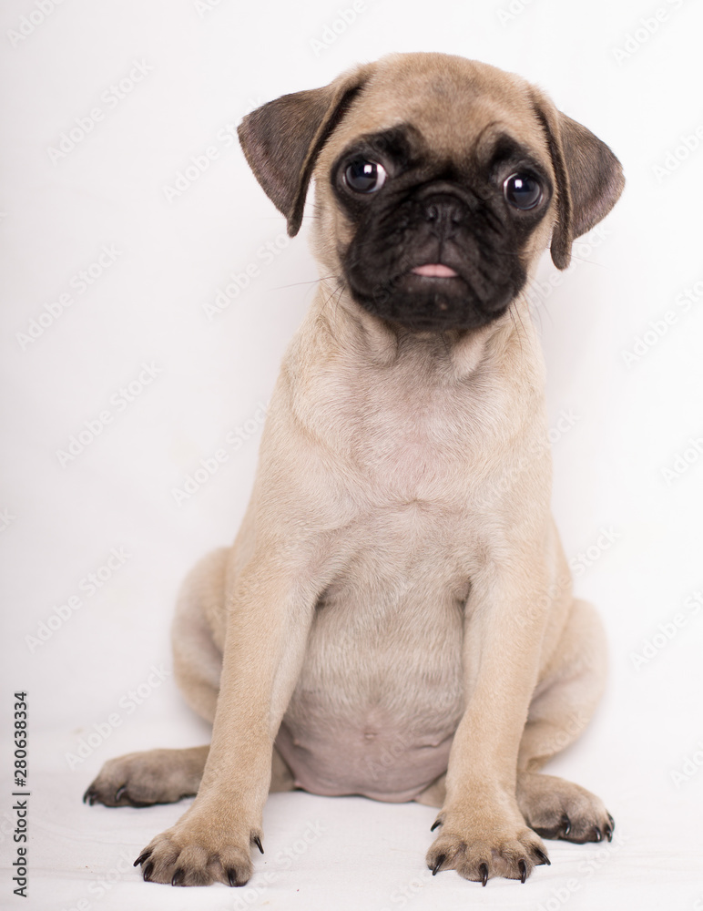 Close-up portrait of adorable sad puppy little pug dog sitting on white bakcground