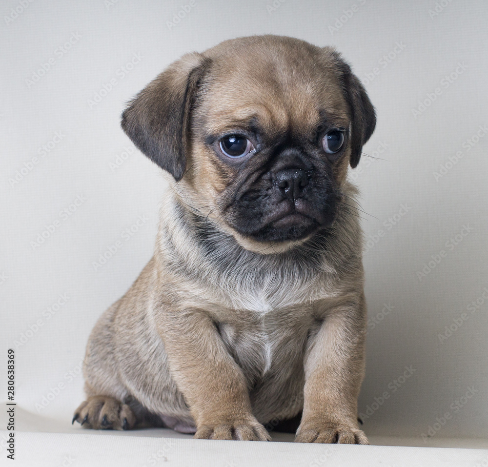 Close-up portrait on gray background of puppy little puf doggy looking at something