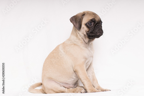 Fototapeta Naklejka Na Ścianę i Meble -  Serious dog pug portrait sitting isolated on background - text space on sides -