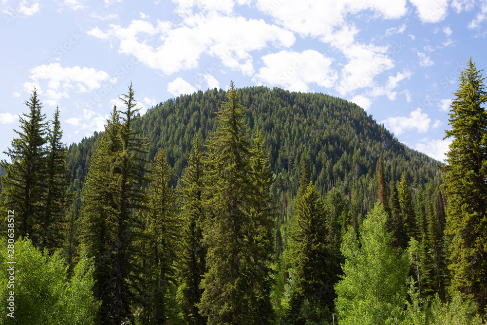 trees in forest hiking green organic nature peace life summer green relax and explore 