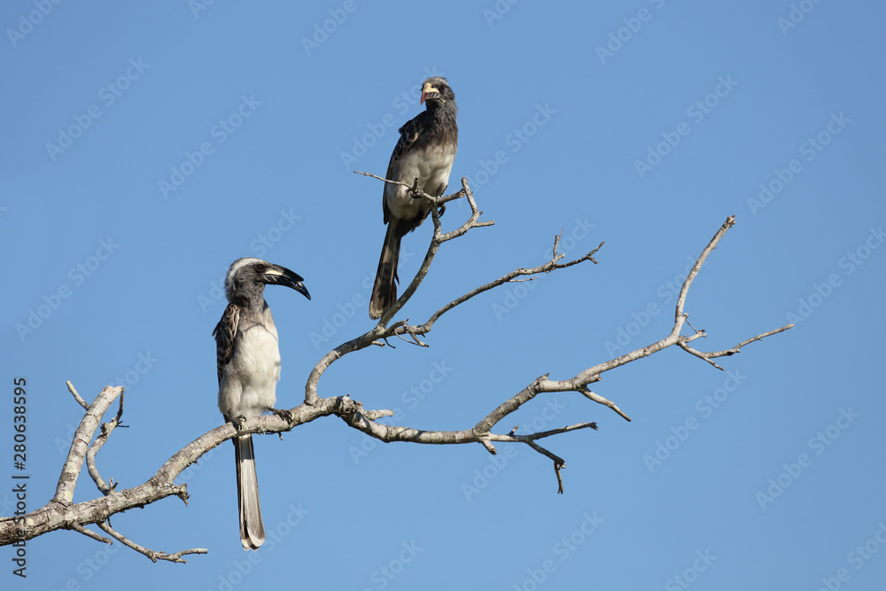 Fototapeta premium Grautoko / Grey Hornbill / Tockus nasutus