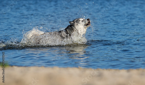 dog in spray of water, Alaskan Malamute breed